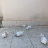 کفتر|پرنده|مشهد, ویلاشهر|دیوار