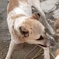 سگ گمشده|سگ|کرمانشاه, |دیوار