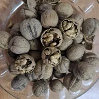 گردو درجه یک سامان
