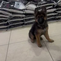 واگذاری توله ژرمن