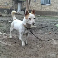 سگ پا کوتاه