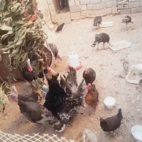 بوقلمون نر و ماده دونه ای ۳۵۰۰