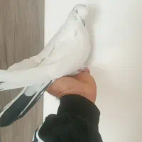 کبوتر تهرانی ویک عدد اصفهانی|پرنده|برخوار, |دیوار