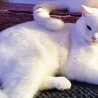 گربه اسکاتیش