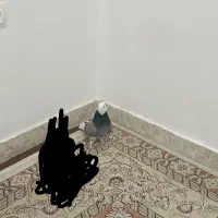 کبوتر گمشده...