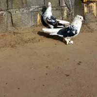 نر و ماده دوکتی اصفهانی سر قدیم|پرنده|برخوار, |دیوار