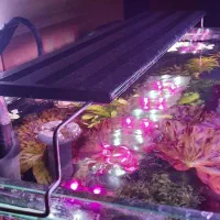 نور آکواریوم گیاهی و آب شیرین کوان لانگ|ماهی|اصفهان, برازنده|دیوار