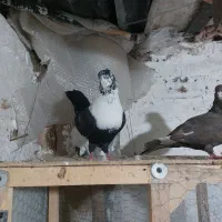 کفتر ارزان کلاغ خطی کله سفید پرشی جفتگاه