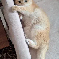 گربه بریتیش