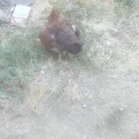 یک مرخ لاری با ۸ عدد جوجه