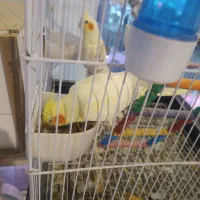 عروس هلندی نروماده باتمام لوازم|پرنده|تربتحیدریه, رجایی|دیوار