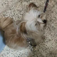 واگذاری سگ پاکوتاه