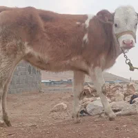 گوساله ماده سیمینتال|حیوانات مزرعه|بیستون, |دیوار