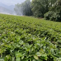 نهال توت فرنگی سابرینا