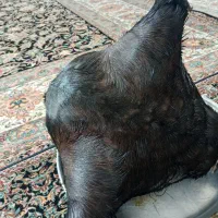 هیزه سنتی نگهداری روغن