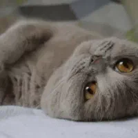 نر بریتیش لیلاک جهت جفتگیری|گربه|مشهد, گلبرگ|دیوار