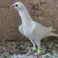 50 عدد نر جنگنده و زدو خوردی