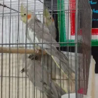 معاوضه عروس هلندی  با قناری|پرنده|ارومیه, |دیوار