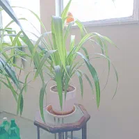 گل و گیاه طبیعی (سانسوریا و پاندانوس)