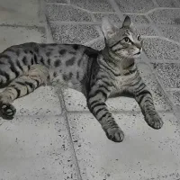 گمشده.گربه نر.خونگی.دستی