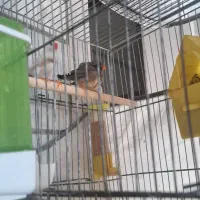 فنچ|پرنده|فیروزآباد (فارس), |دیوار