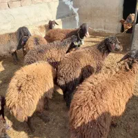 میش همو و هترو و بره ماده هترو و بره همو نر|حیوانات مزرعه|میان جلگه, |دیوار