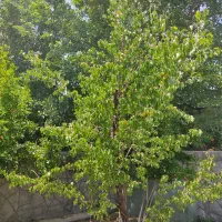 باغ 660متر روستای زواریان|فروش خانه و ویلا|سلفچگان, |دیوار