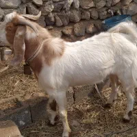 نری پاکستانی نژاددار کم سن و سال|حیوانات مزرعه|بندرعباس, |دیوار