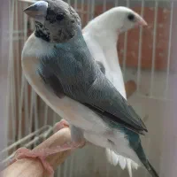 فنچ ماده گلدین آبی و سفید