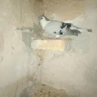 پرنده|پرنده|شوشتر, |دیوار