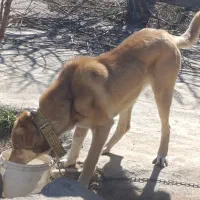 واگذاری سگ|سگ|بوکان, |دیوار