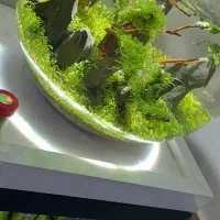 تنگ گیاهی همراه با ماهی|ماهی|تبریز, |دیوار