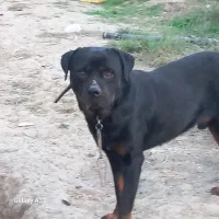 سگ روتفایلر و ژرمن