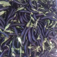 نشا بادمجان واگسی قلمی درجه1