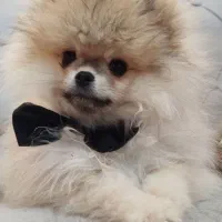 سگ پامرانین خرسی وارداتی