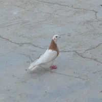 کبوتر طوقی نر مست