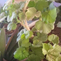 گل های زیبا|گل و گیاه طبیعی|اسفراین, |دیوار