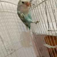 طوطی برزیلی خاص و زیبا|پرنده|تهران, حر|دیوار