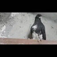 ۹عدد کبوتر رنگی وبهبهانی|پرنده|کازرون, |دیوار