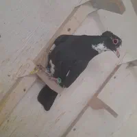 نر پلنگ کلای عتیقه