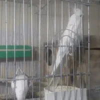 عروس هلندی دوکت آلبینو