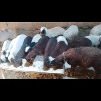 میش بره جوان و درشت