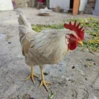 خروس|حیوانات مزرعه|بهارستان, |دیوار