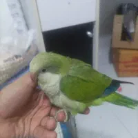 جوجه راهب دو ماهه