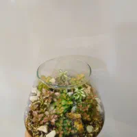 تراریوم|گل و گیاه طبیعی|قم, دورشهر|دیوار