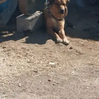 سگ عراقی|سگ|معصومیه, |دیوار