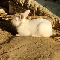 یه جفت خرگوش