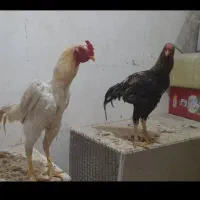 خروس لاری     کبوتر