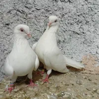کفتر درجایی وگره