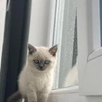 گربه خانگی خوشگل و بی‌دردسر|گربه|کرمانشاه, |دیوار